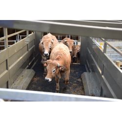 Bétaillère NEPTUNE 9,50 - Freinage Pneumatique - Fond résine - Cosnet Agricole